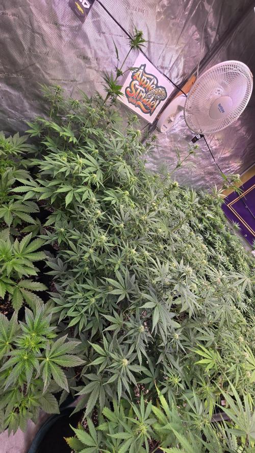 AppleStrudelAuto. Week 5