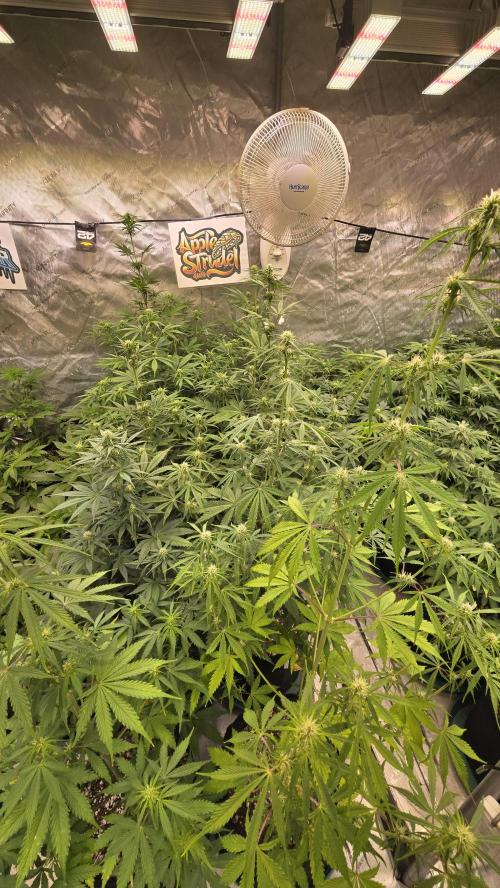 AppleStrudelAuto. Week 5