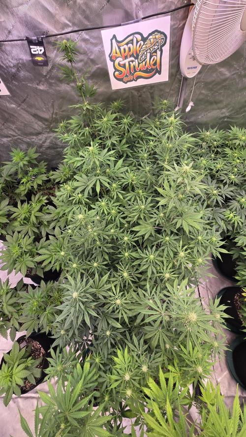 AppleStrudelAuto. Week 5