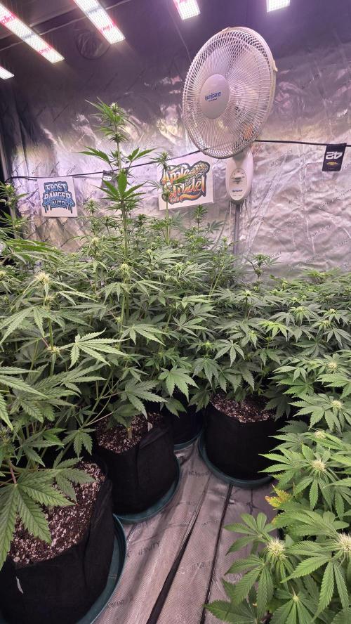AppleStrudelAuto. Week 5