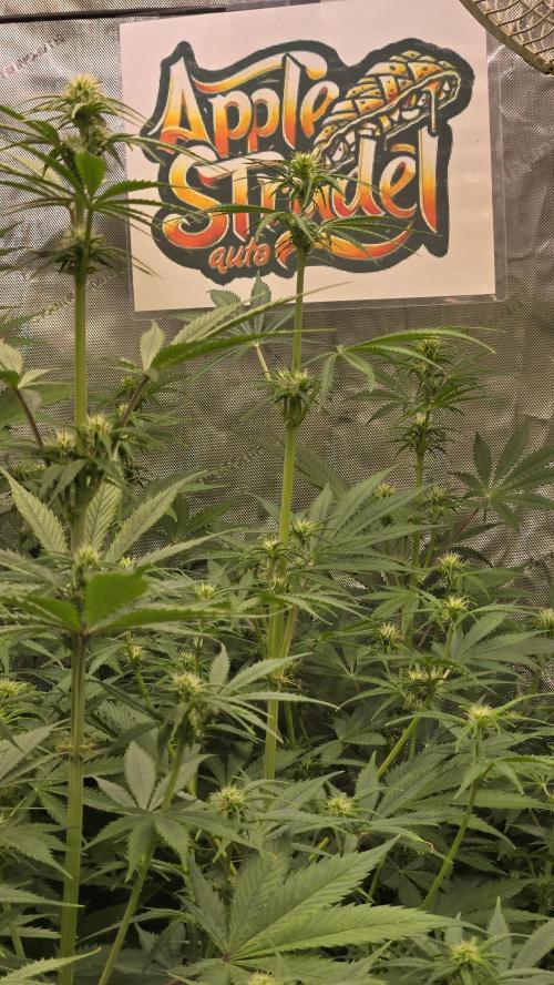 AppleStrudelAuto. Week 5