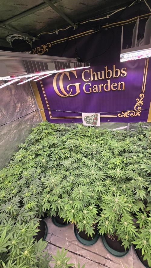 CherryColaAuto (RF3). Week 5