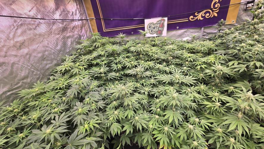 CherryColaAuto (RF3). Week 5