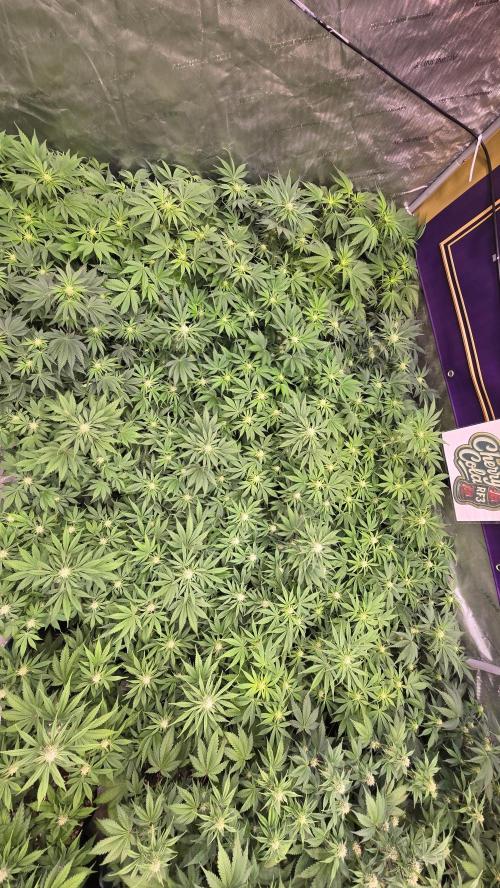 CherryColaAuto (RF3). Week 5