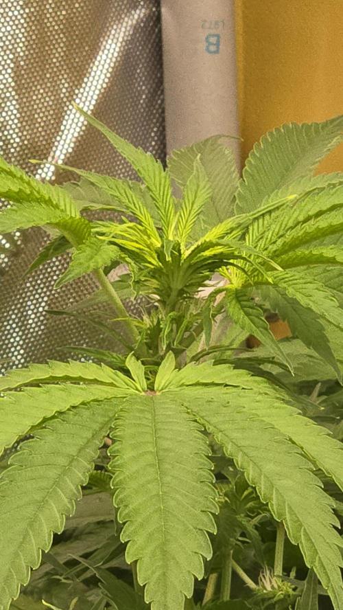 CherryColaAuto (RF3). Week 5