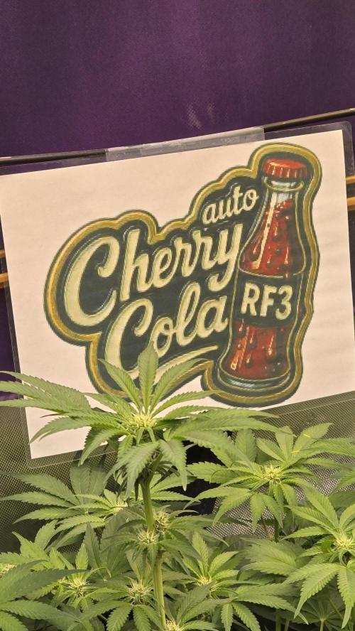 CherryColaAuto (RF3). Week 5