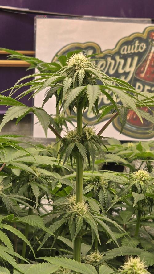 CherryColaAuto (RF3). Week 5