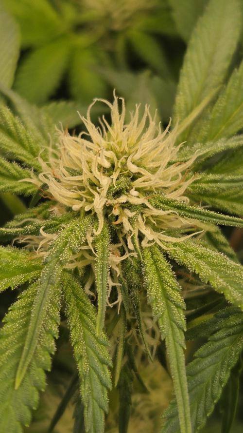 CherryColaAuto (RF3). Week 5