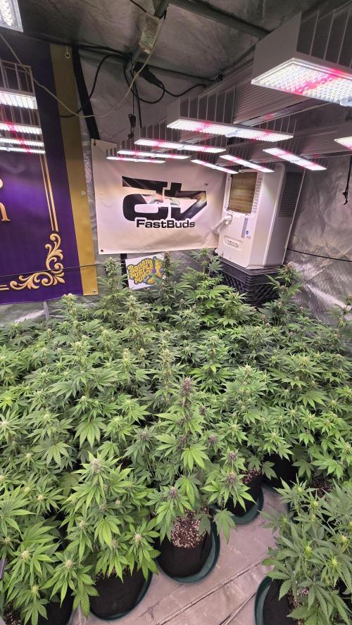 BananaPurplePunchAuto(RF3). Week 5