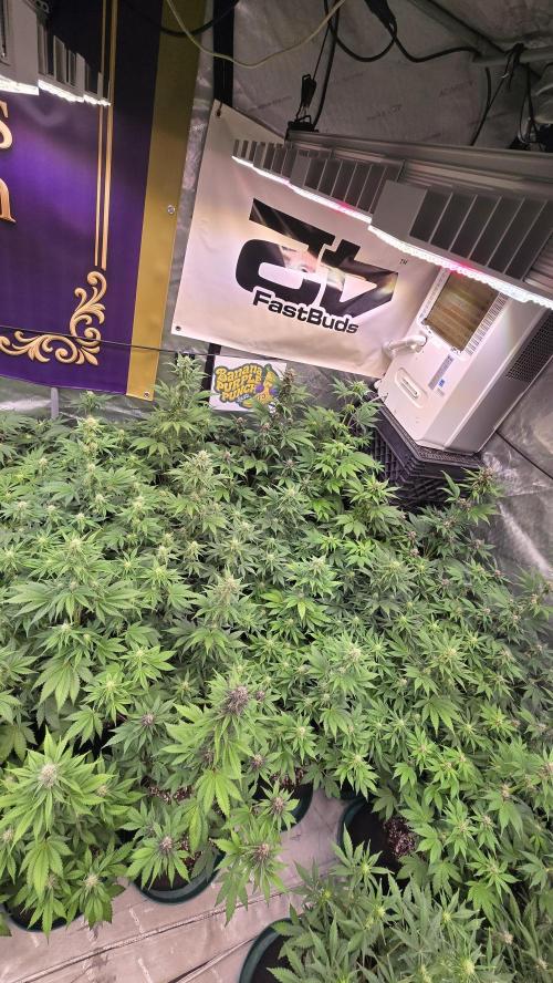 BananaPurplePunchAuto(RF3). Week 5