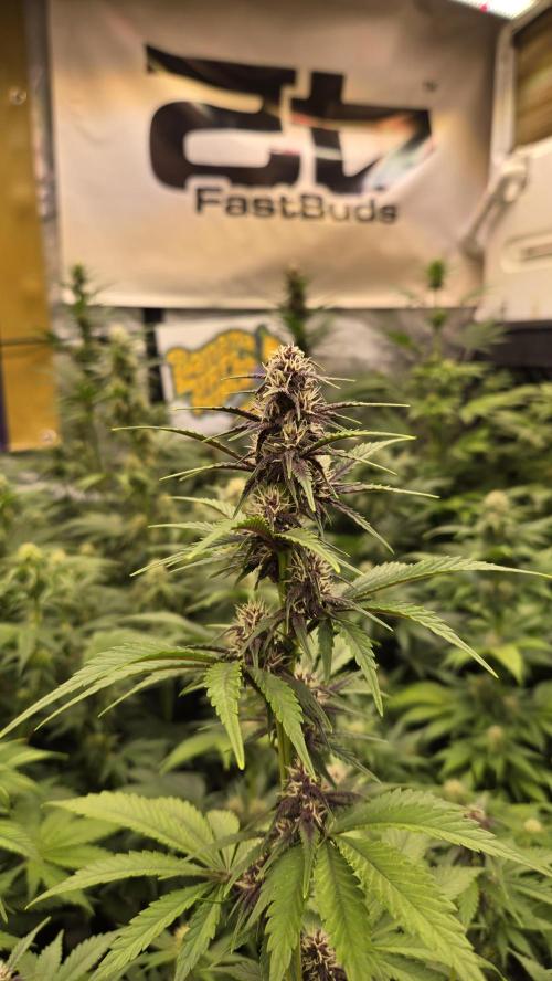 BananaPurplePunchAuto(RF3). Week 5