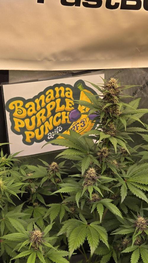 BananaPurplePunchAuto(RF3). Week 5