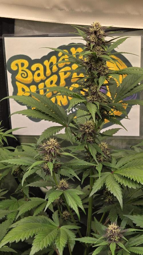 BananaPurplePunchAuto(RF3). Week 5