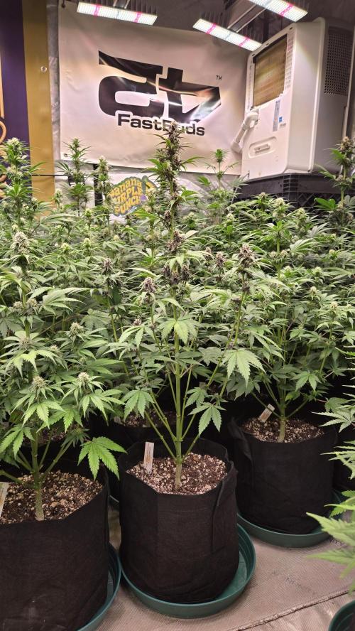 BananaPurplePunchAuto(RF3). Week 5