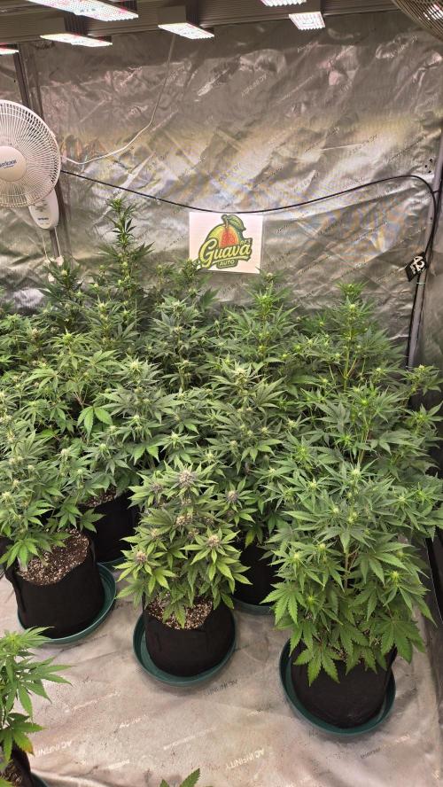 GuavaAuto(RF3). Week 5