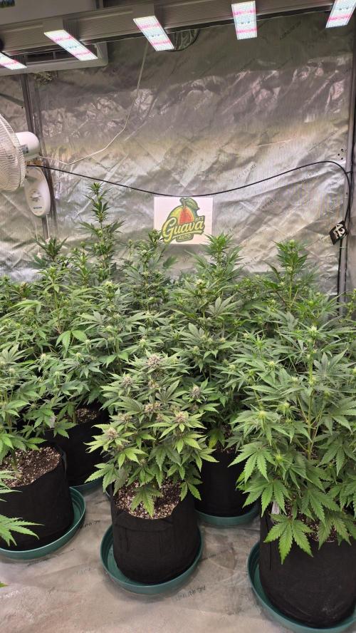 GuavaAuto(RF3). Week 5