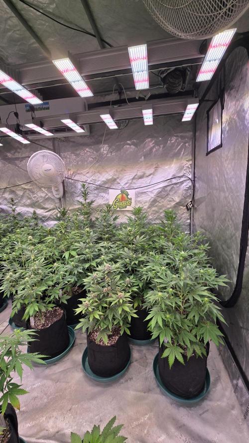 GuavaAuto(RF3). Week 5