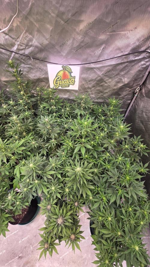 GuavaAuto(RF3). Week 5