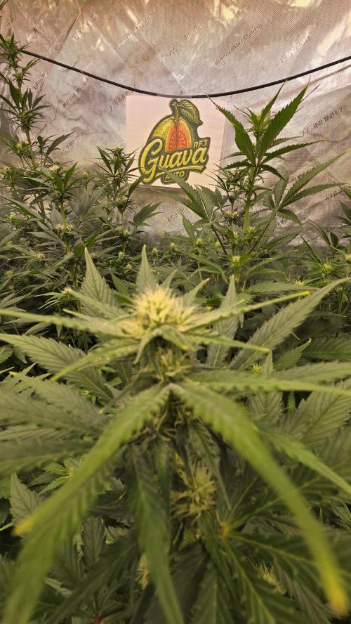 GuavaAuto(RF3). Week 5