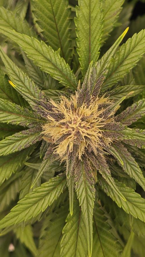 GuavaAuto(RF3). Week 5