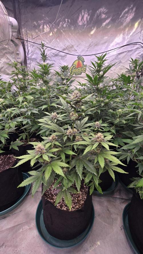 GuavaAuto(RF3). Week 5