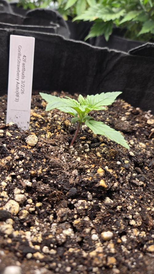 StrawberryGorillaAuto(RF3). Week 1