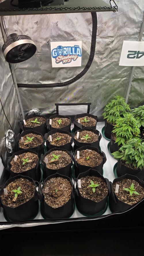 StrawberryGorillaAuto(RF3). Week 1
