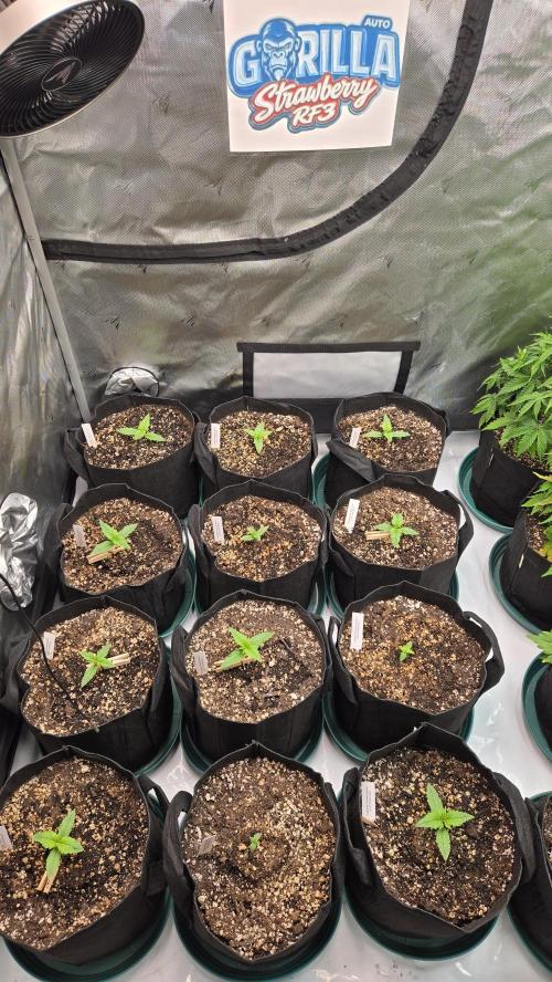 StrawberryGorillaAuto(RF3). Week 1