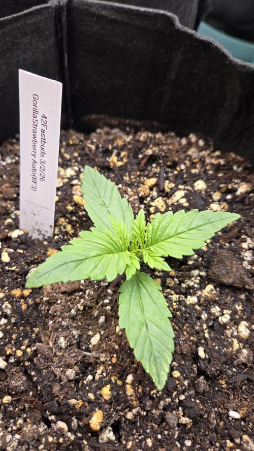 StrawberryGorillaAuto(RF3). Week 1
