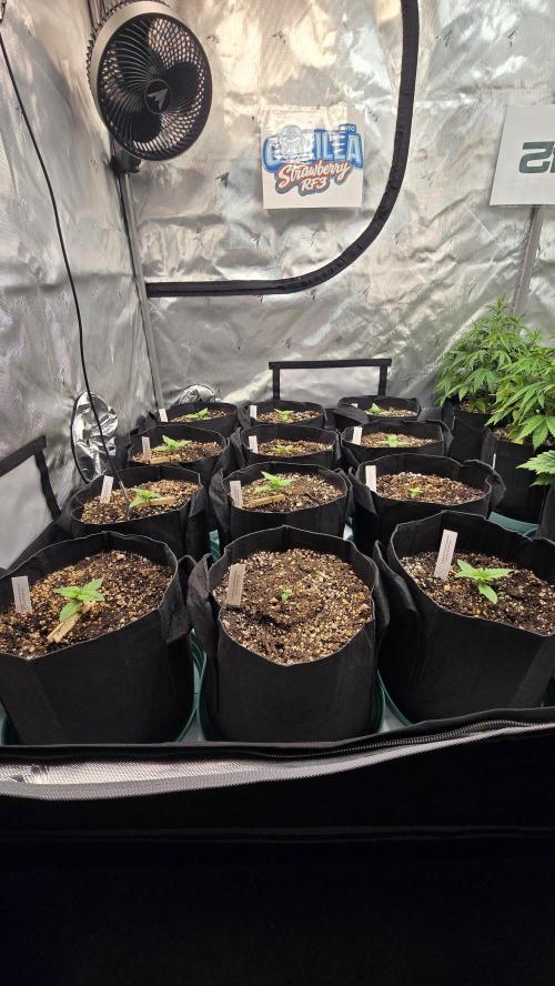 StrawberryGorillaAuto(RF3). Week 1