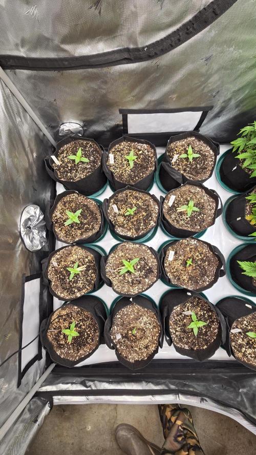 StrawberryGorillaAuto(RF3). Week 1