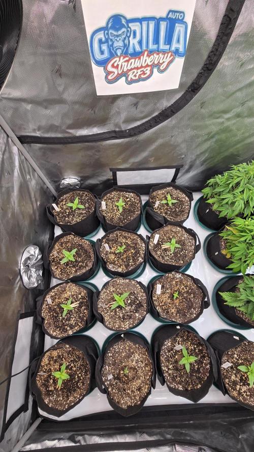 StrawberryGorillaAuto(RF3). Week 1