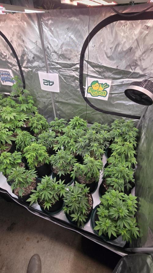 ApricotAuto. Week 4