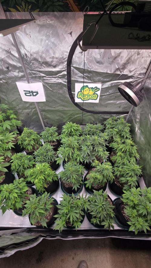ApricotAuto. Week 4