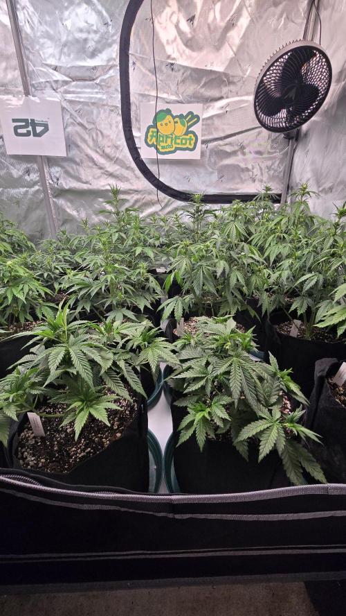 ApricotAuto. Week 4