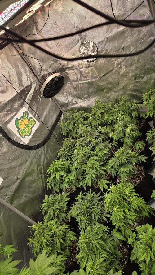 ApricotAuto. Week 4