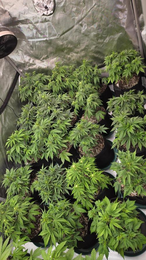 ApricotAuto. Week 4