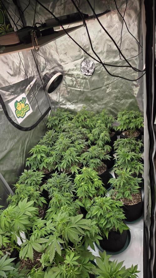 ApricotAuto. Week 4
