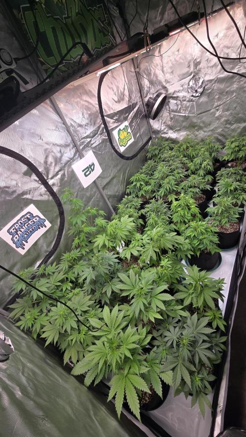 FrostBangerAuto. Week 4
