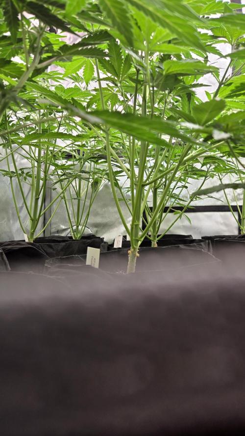 FrostBangerAuto. Week 4
