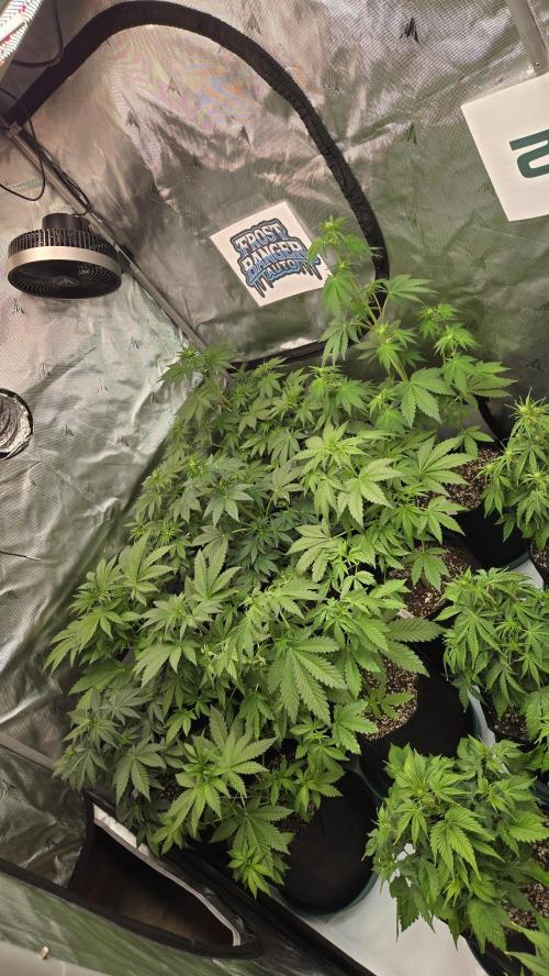 FrostBangerAuto. Week 4