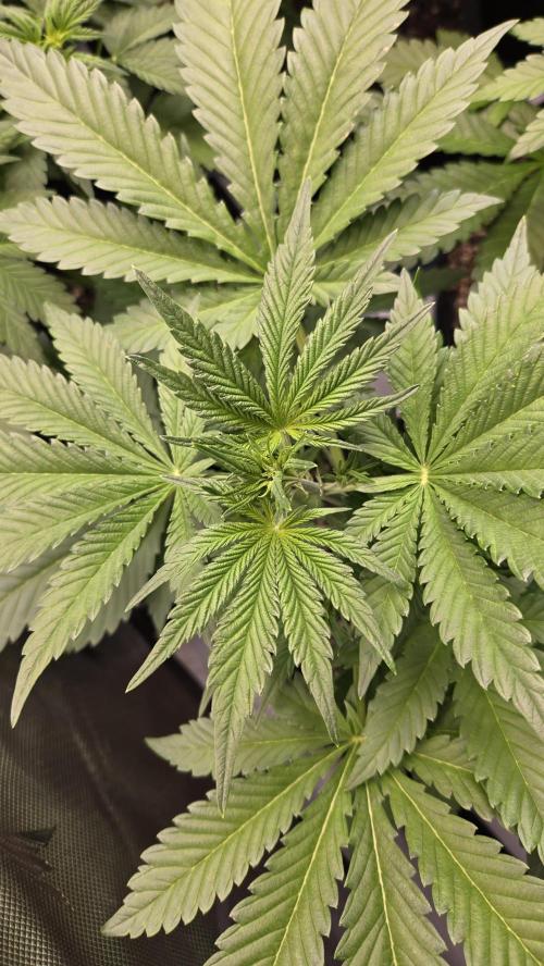 FrostBangerAuto. Week 4
