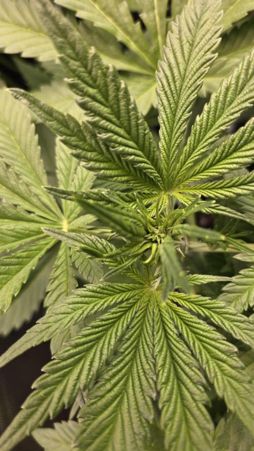 FrostBangerAuto. Week 4
