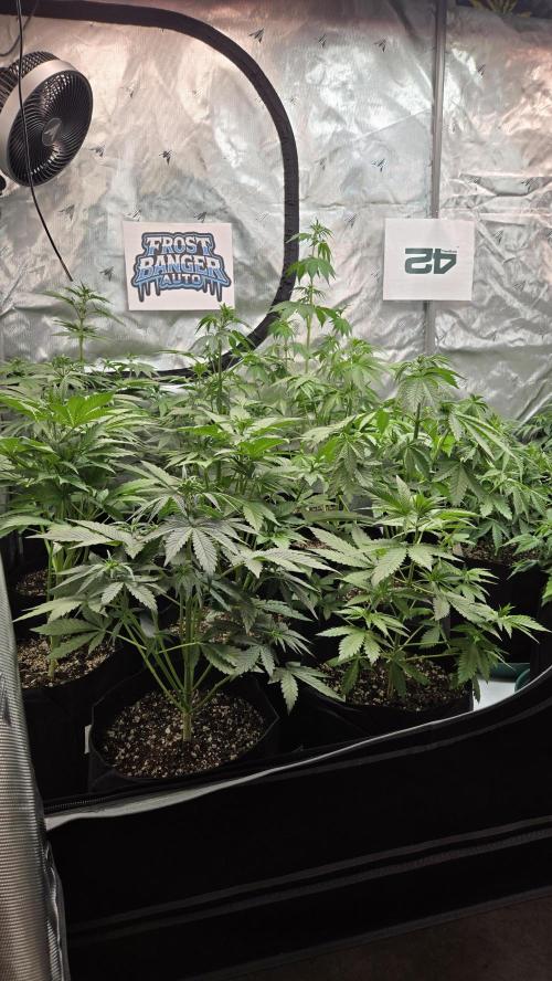 FrostBangerAuto. Week 4