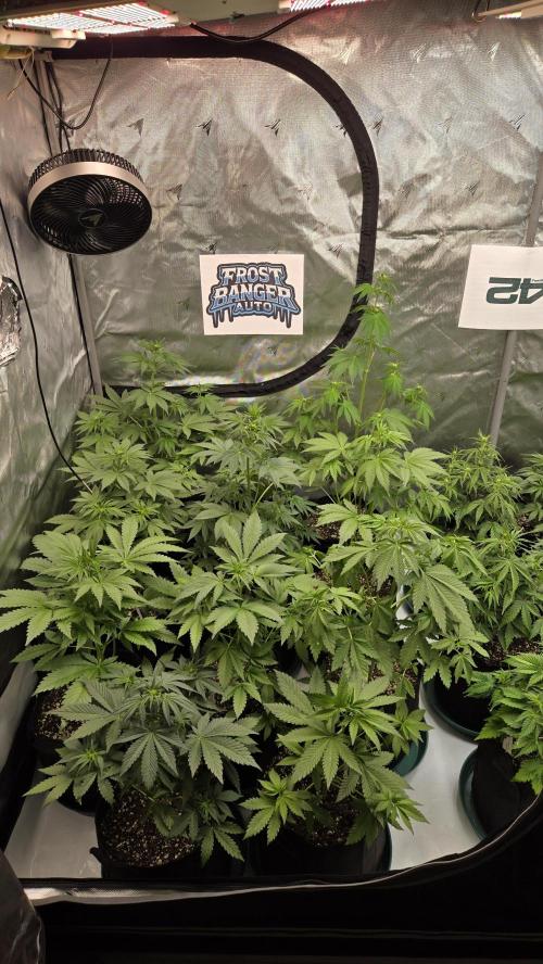 FrostBangerAuto. Week 4