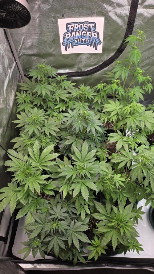 FrostBangerAuto. Week 4