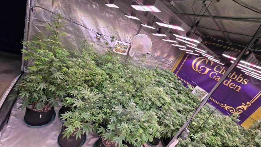 AppleStrudelAuto. Week 6