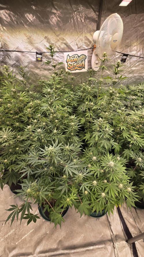 AppleStrudelAuto. Week 6