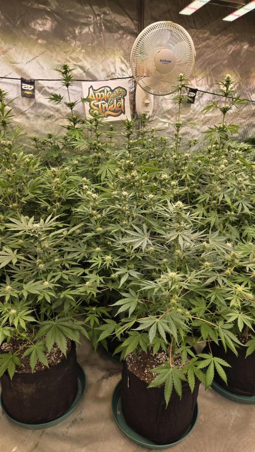 AppleStrudelAuto. Week 6