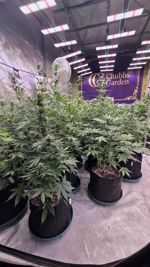 AppleStrudelAuto. Week 6
